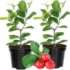 Dwarf Barbados Cherry Trees Live Plants, Acerola, 2-Pack, 5-9 Inch Tall - Image 1