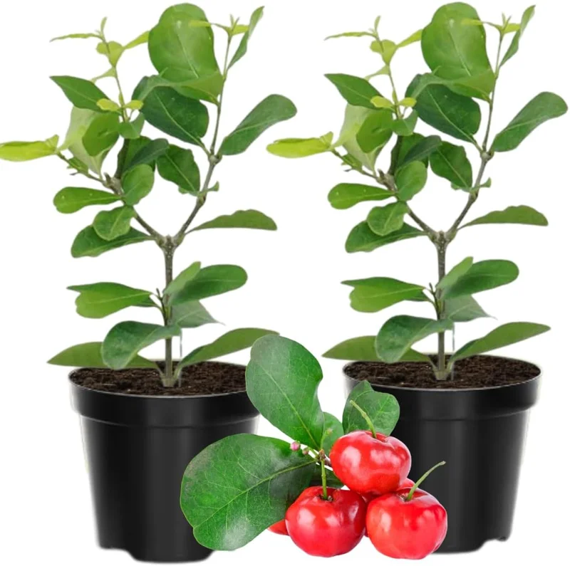 Dwarf Barbados Cherry Trees Live Plants, Acerola, 2-Pack, 5-9 Inch Tall - Image 1