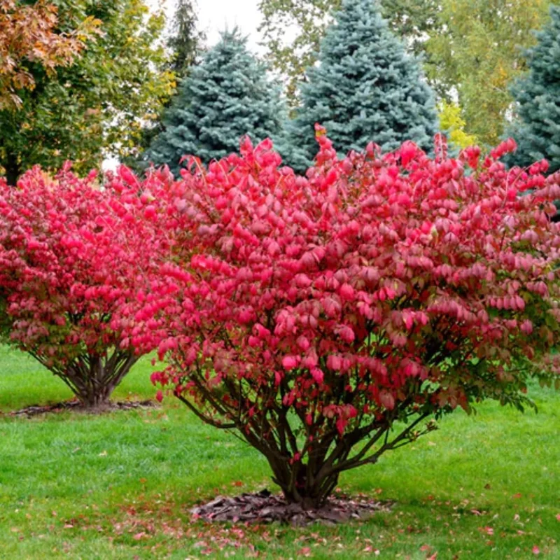 Dwarf Burning Bush Bare Root Plant – 10 Pack – 4-8" Tall – Outdoor Shrub - Image 2