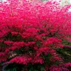 Dwarf Burning Bush Bare Root Plant – 10 Pack – 4-8" Tall – Outdoor Shrub - Image 1