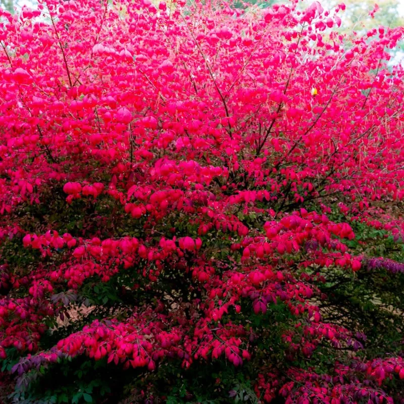Dwarf Burning Bush Bare Root Plant – 10 Pack – 4-8" Tall – Outdoor Shrub - Image 1