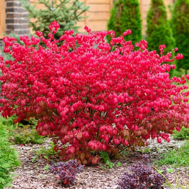 Dwarf Burning Bush Bare Root Plants - 5 Pack, 4-9" Tall Hardy Shrub - Image 2