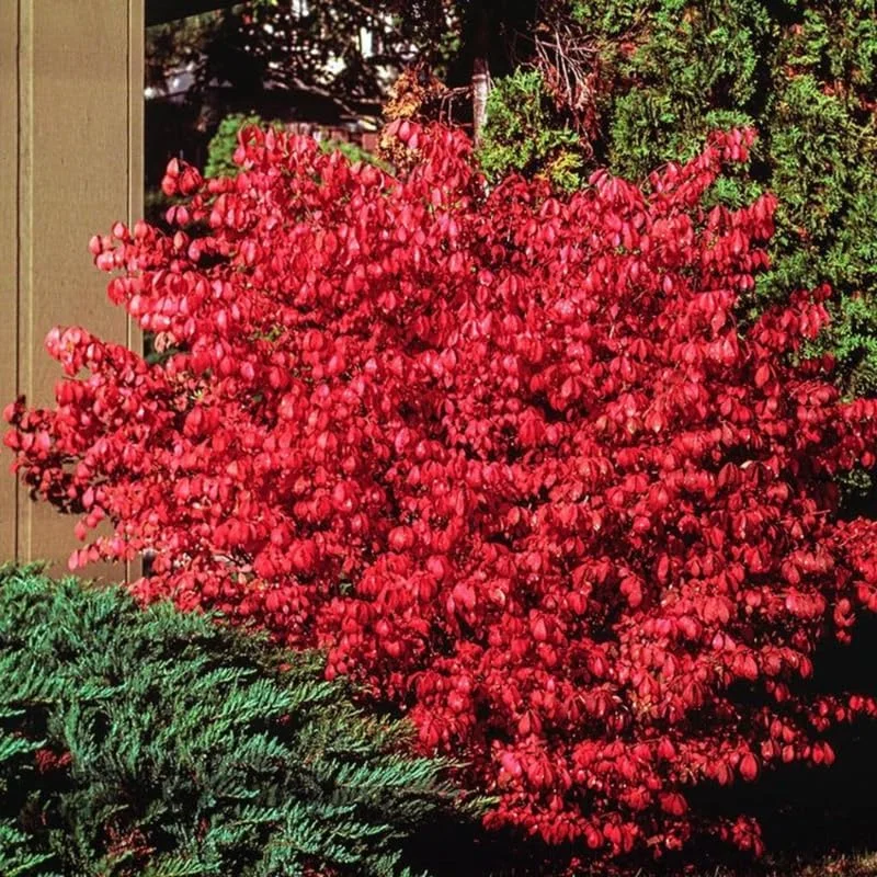 Dwarf Burning Bush Bare Root Plants - 5 Pack, 4-9" Tall Hardy Shrub - Image 3