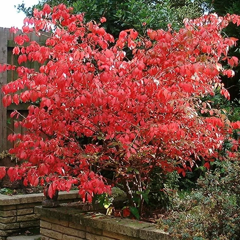 Dwarf Burning Bush Bare Root Plants - 5 Pack, 4-9" Tall Hardy Shrub - Image 4