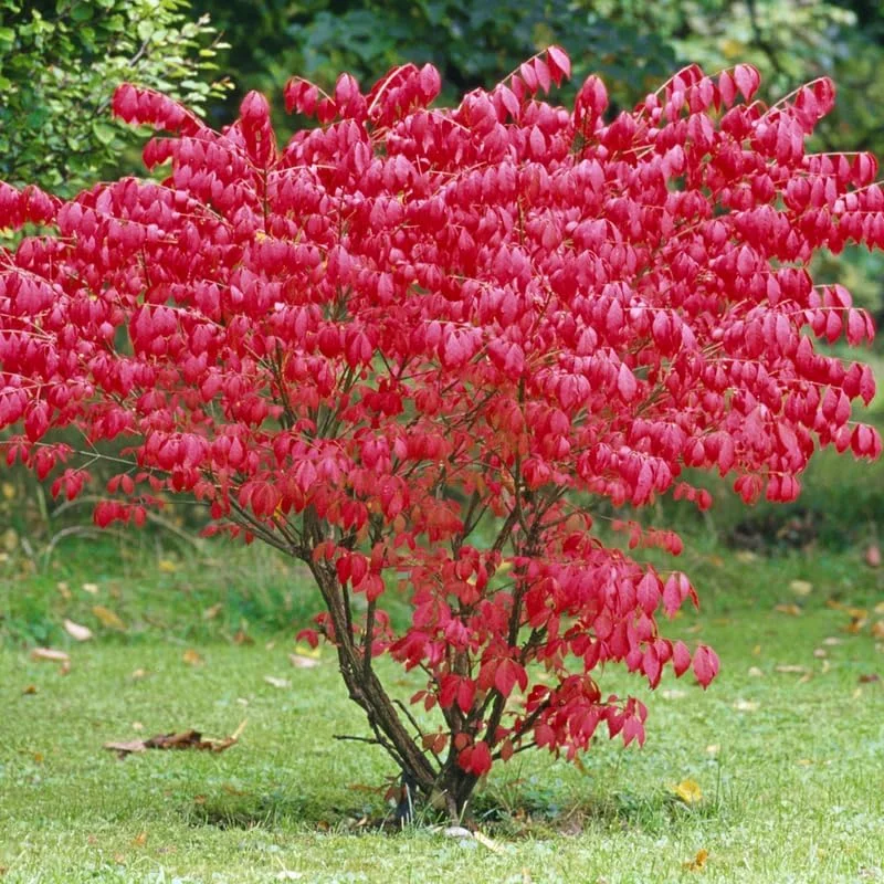 Dwarf Burning Bush Bare Root Plants - 5 Pack, 4-9" Tall Hardy Shrub - Image 5