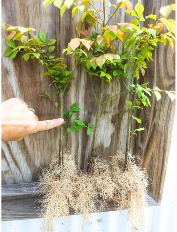 Dwarf Burning Bush Bare Root Plants - 5 Pack, 4-9" Tall Hardy Shrub - Image 6