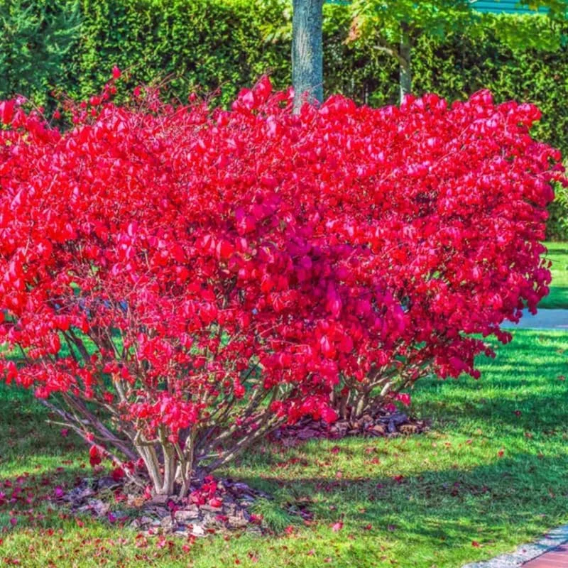 Dwarf Burning Bush Bare Root Plants - 5 Pack, 4-9" Tall Hardy Shrub - Image 7