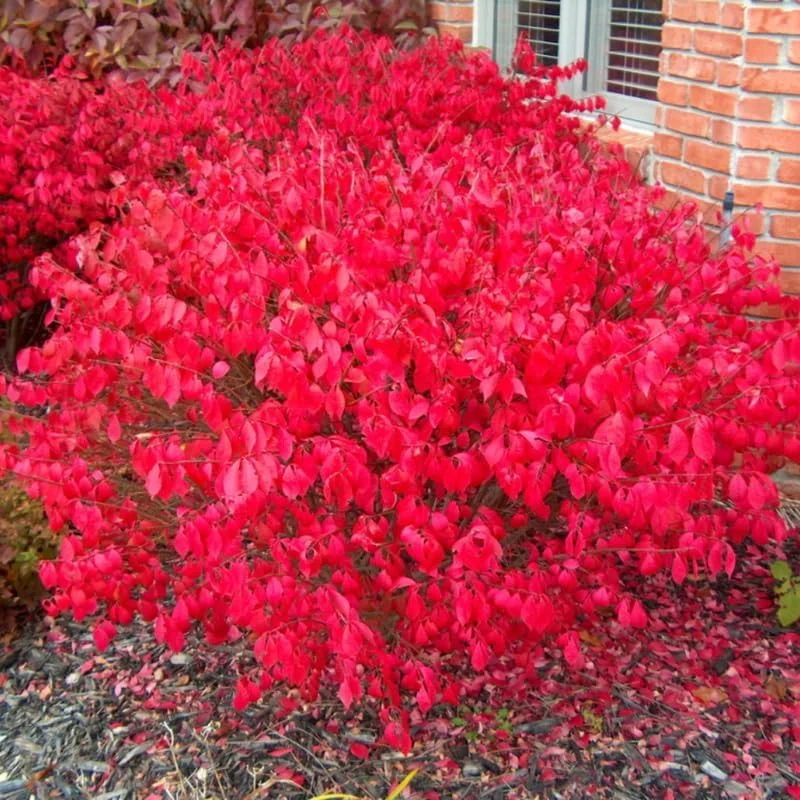 Dwarf Burning Bush Bare Root Plants - 5 Pack, 4-9" Tall Hardy Shrub - Image 8