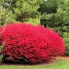 Dwarf Burning Bush Live Plant – 12-18" Tall Shrub in Gallon Pot – Outdoor Landscaping - Image 1