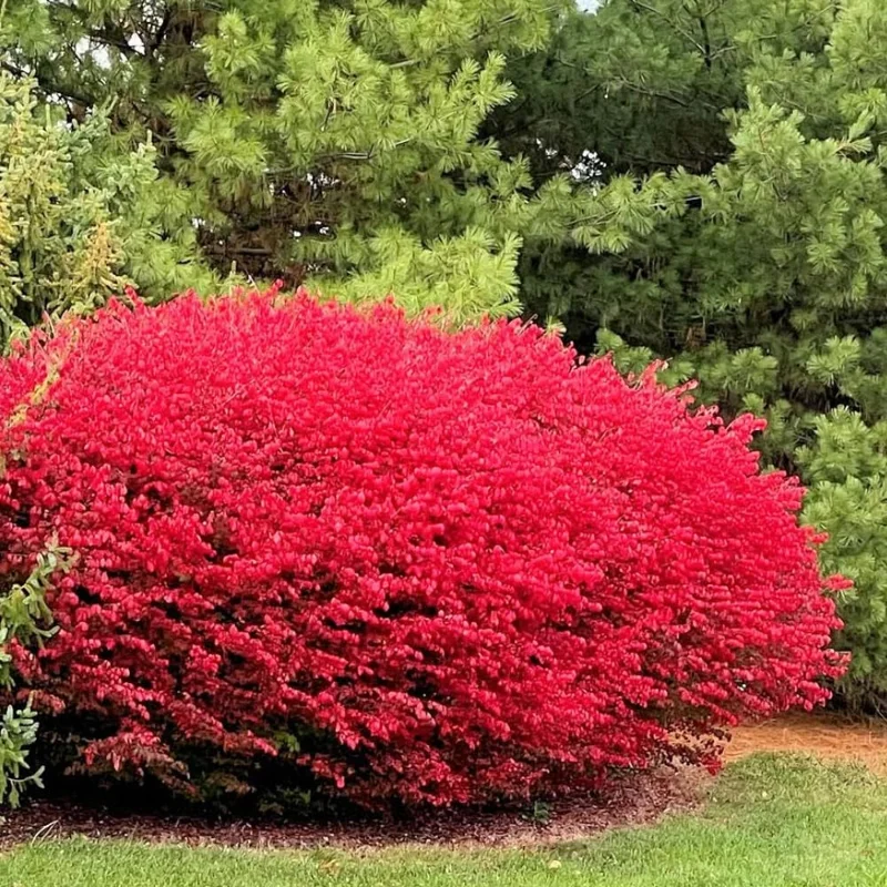 Dwarf Burning Bush Live Plant – 12-18" Tall Shrub in Gallon Pot – Outdoor Landscaping - Image 1