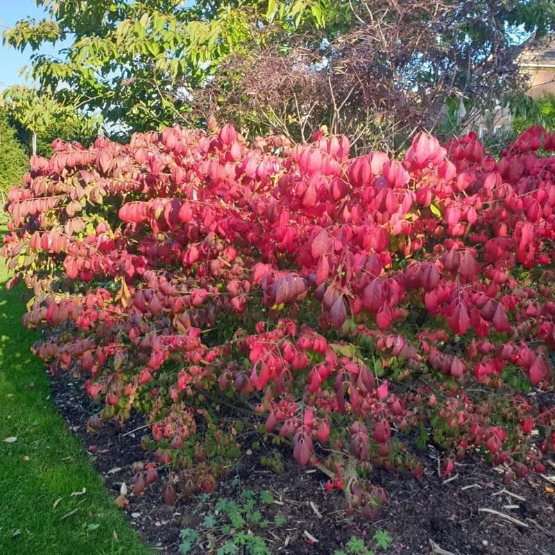 Dwarf Burning Bush Live Plant Quart Pot - Red Fall Shrub, Outdoor Planting - Image 2