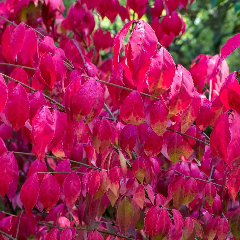 Dwarf Burning Bush Live Plant Quart Pot - Red Fall Shrub, Outdoor Planting - Image 4