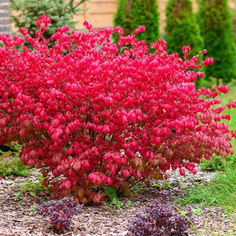 Dwarf Burning Bush Rooted Cuttings - 2 Pack, 8-12" Tall, Hardy Red Shrub - Image 2