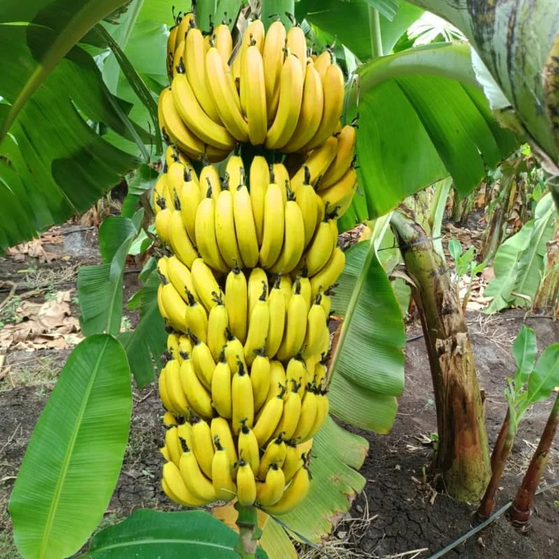 Dwarf Cavendish Banana Live Plant - 4-7" Tall Cold Hardy Musa Tree - Image 2