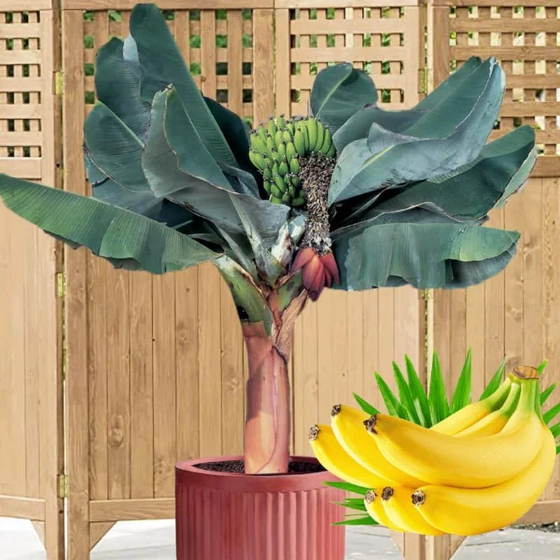Dwarf Cavendish Banana Live Plant - 4-7" Tall Cold Hardy Musa Tree - Image 1