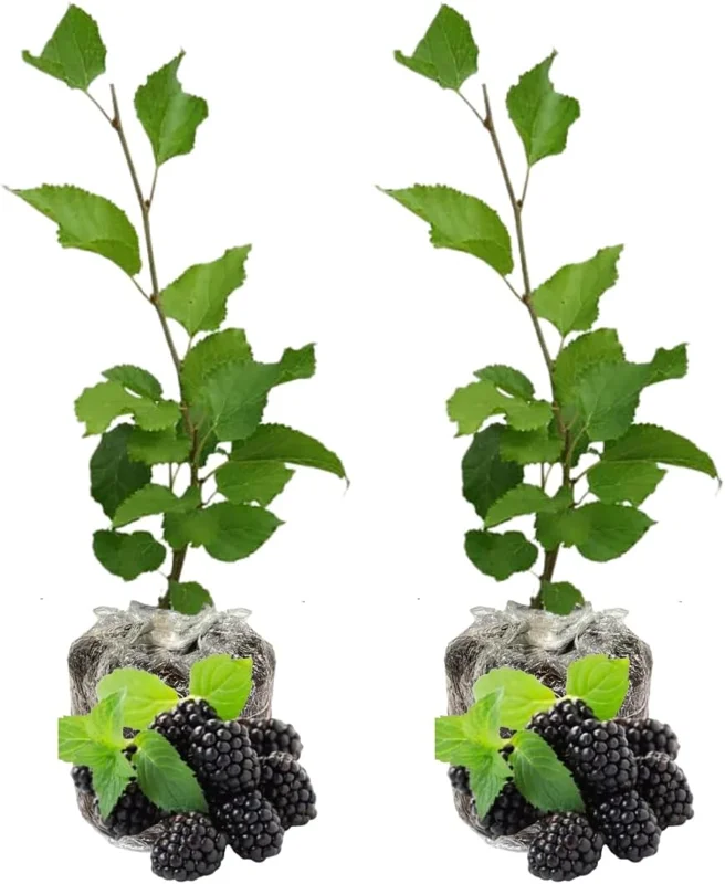 Dwarf Everbearing Mulberry Tree Live Plant - 2 Pack, 5-8 Inch Tall - Image 2
