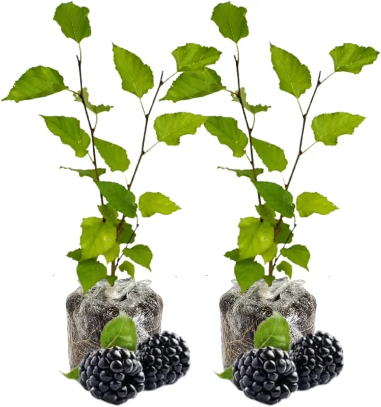 Dwarf Everbearing Mulberry Tree Live Plant - 2 Pack, 5-8 Inch Tall - Image 3