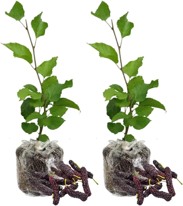 Dwarf Everbearing Mulberry Tree Live Plant - 2 Pack, 5-8 Inch Tall - Image 4