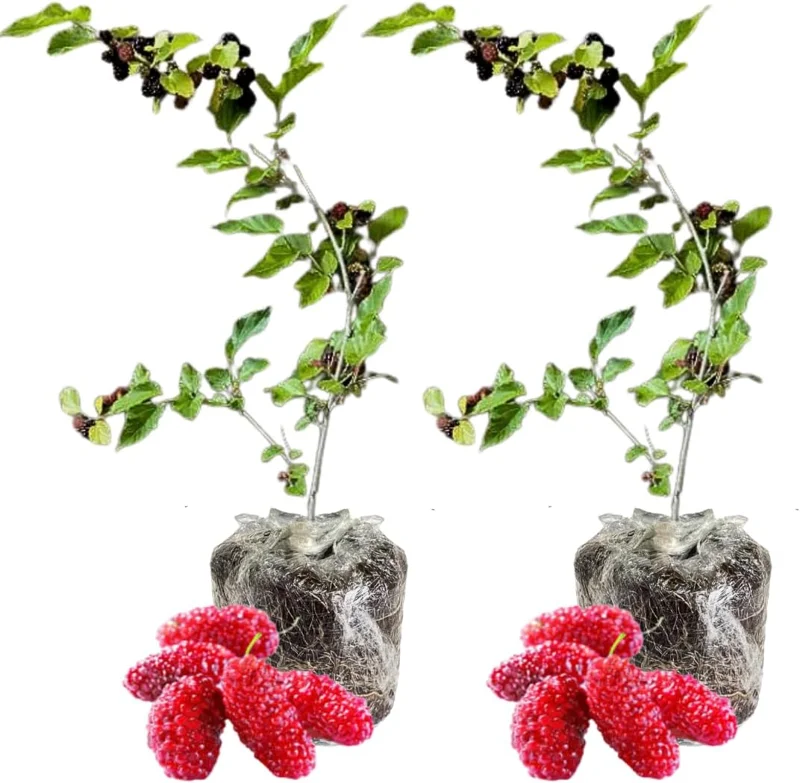 Dwarf Everbearing Mulberry Tree Live Plant - 2 Pack, 5-8 Inch Tall - Image 1