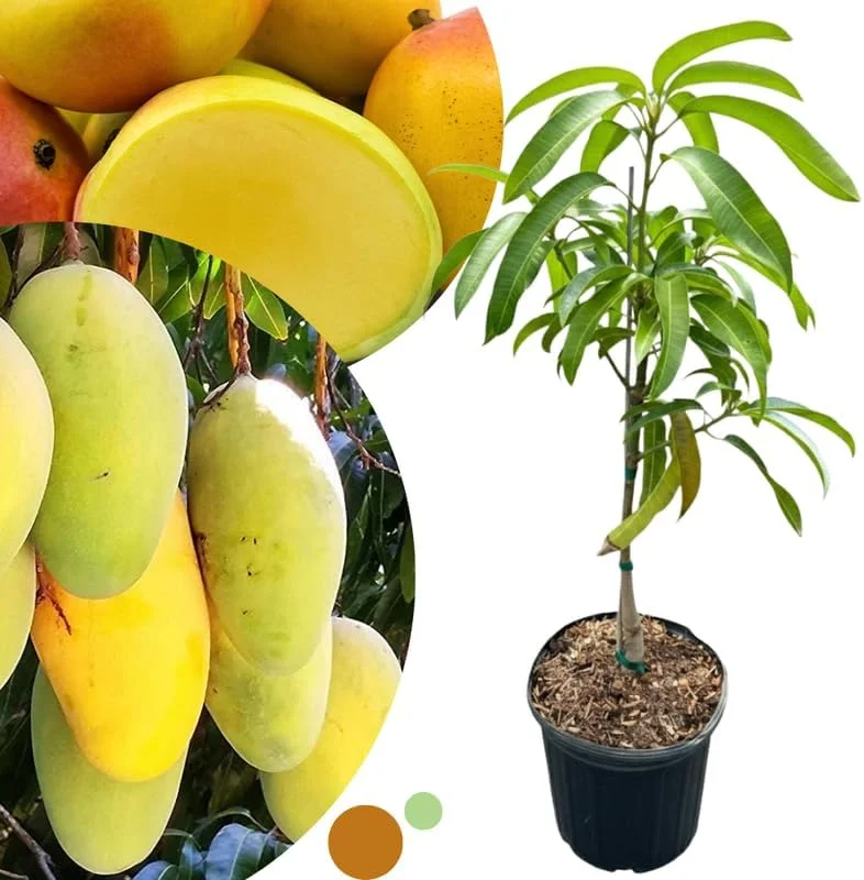 Dwarf Mango Tree Live Plant - Grafted Tropical Fruit Tree in 3 Gallon Pot - Image 3