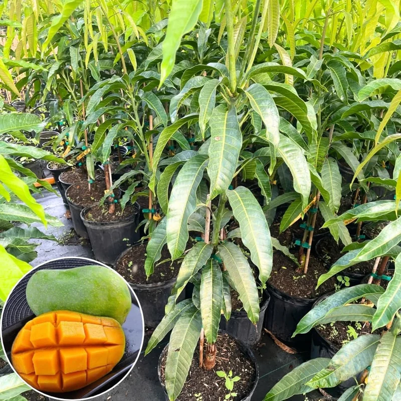 Dwarf Mango Tree Live Plant - Grafted Tropical Fruit Tree in 3 Gallon Pot - Image 4