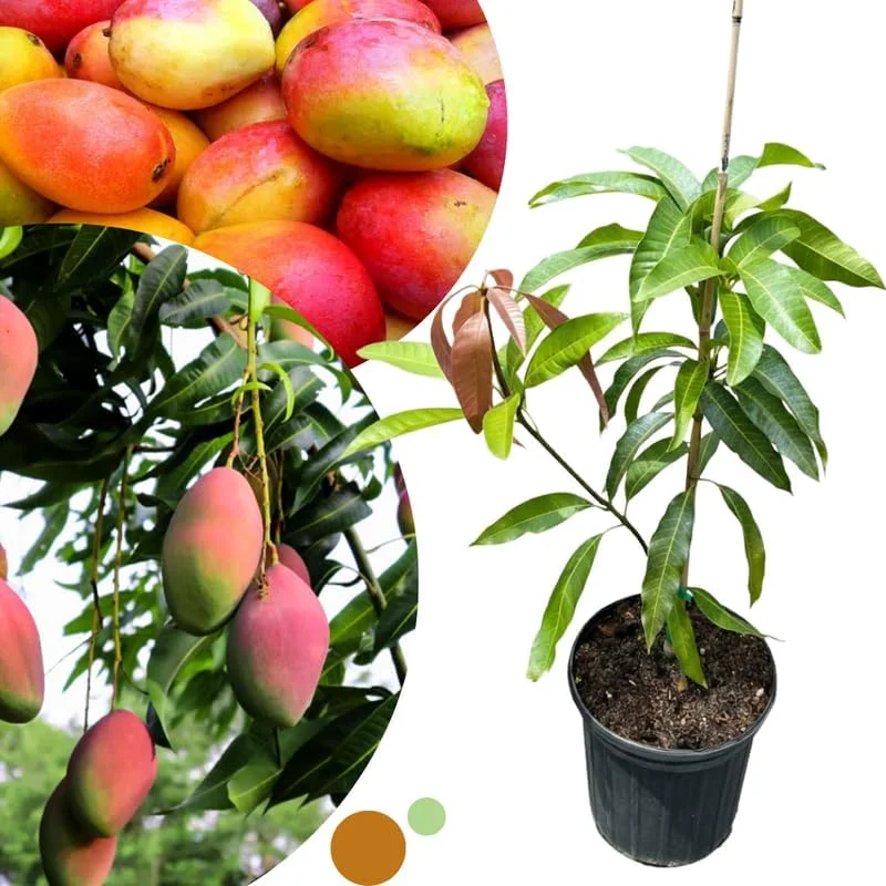 Dwarf Mango Tree Live Plant - Grafted Tropical Fruit Tree in 3 Gallon Pot - Image 5