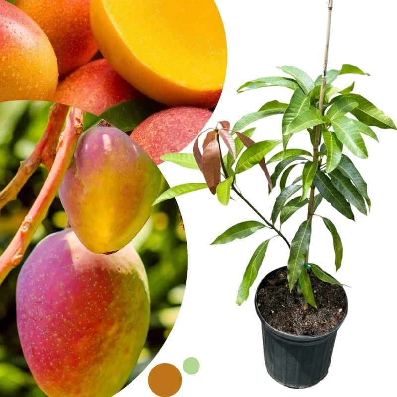 Dwarf Mango Tree Live Plant - Grafted Tropical Fruit Tree in 3 Gallon Pot - Image 6
