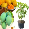 Dwarf Mango Tree Live Plant - Grafted Tropical Fruit Tree in 3 Gallon Pot - Image 1