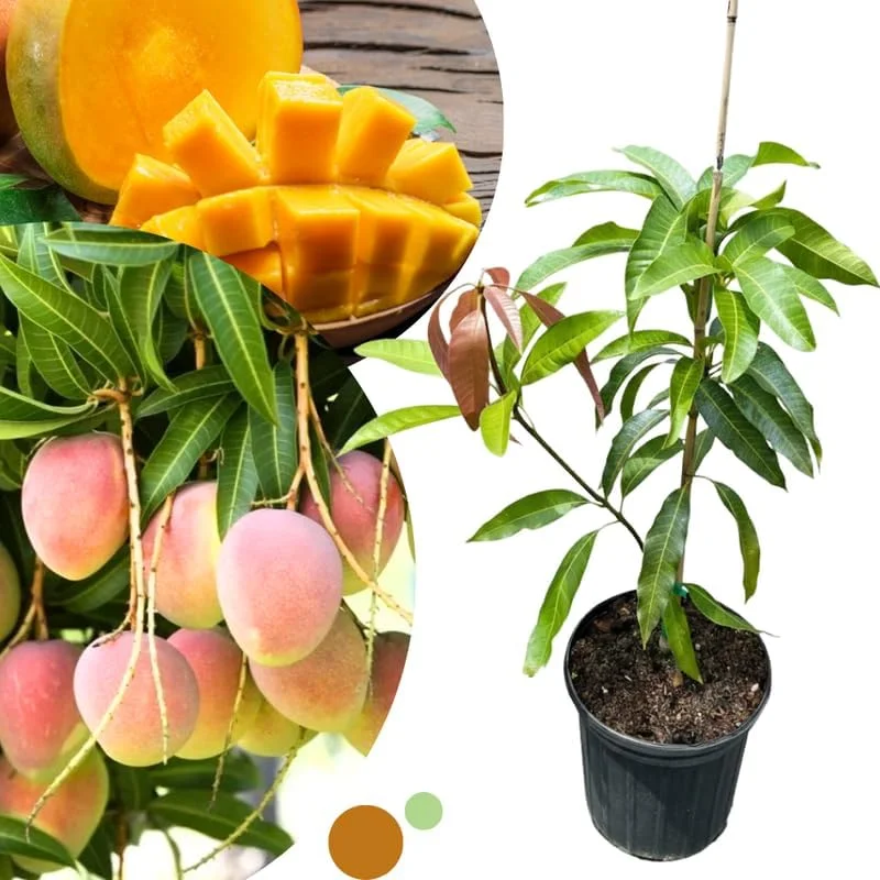 Dwarf Mango Tree Live Plant - Grafted Tropical Fruit Tree in 3 Gallon Pot - Image 7