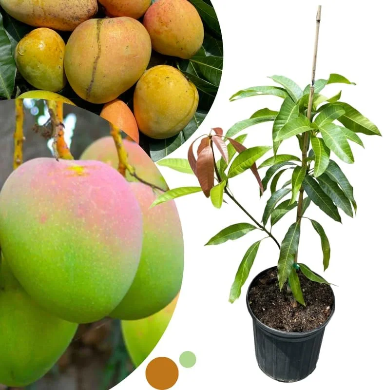 Dwarf Mango Tree Live Plant - Grafted Tropical Fruit Tree in 3 Gallon Pot - Image 8