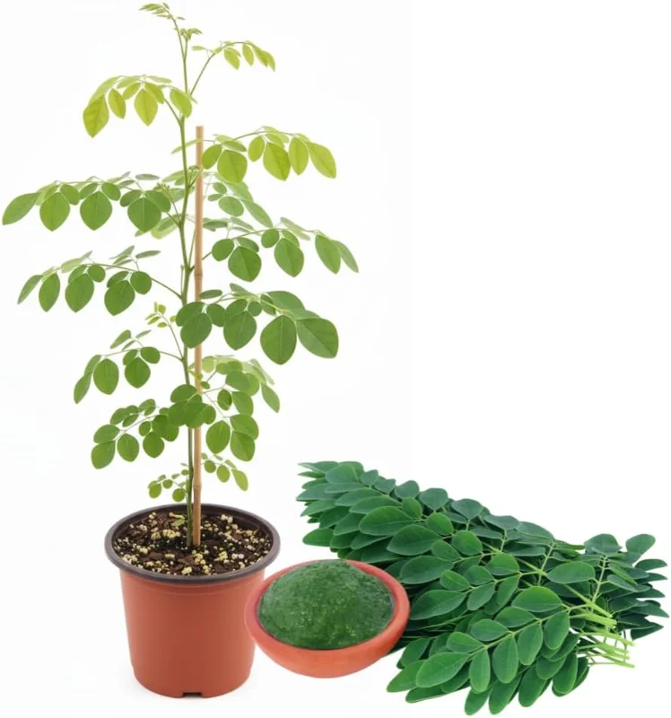 Dwarf Moringa Tree Live Plant - Perennial Moringa in 4 Inch Pot for Planting - Image 2