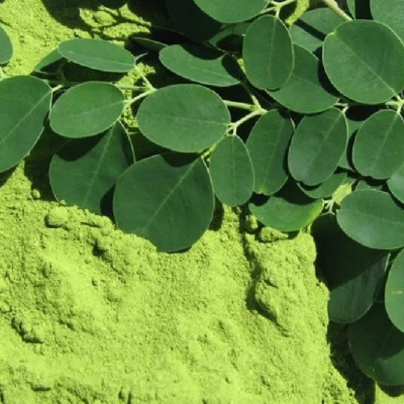 Dwarf Moringa Tree Live Plant - Perennial Moringa in 4 Inch Pot for Planting - Image 3