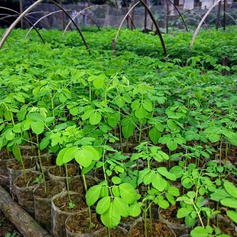 Dwarf Moringa Tree Live Plant - Perennial Moringa in 4 Inch Pot for Planting - Image 1