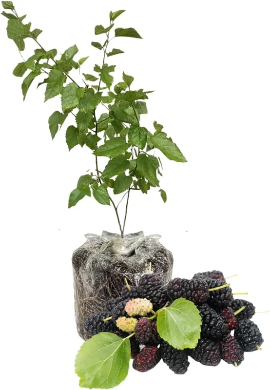 Dwarf Mulberry Live Plant for Planting - Sweet Fruit Tree Seedling 5 to 8 Inch Tall - Image 3