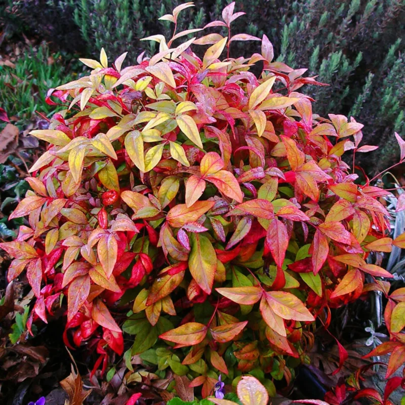 Dwarf Nandina Shrub – Live Ornamental Plant – 4 Inch Pot – Outdoor - Image 2
