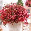 Dwarf Nandina Shrub – Live Ornamental Plant – 4 Inch Pot – Outdoor - Image 1
