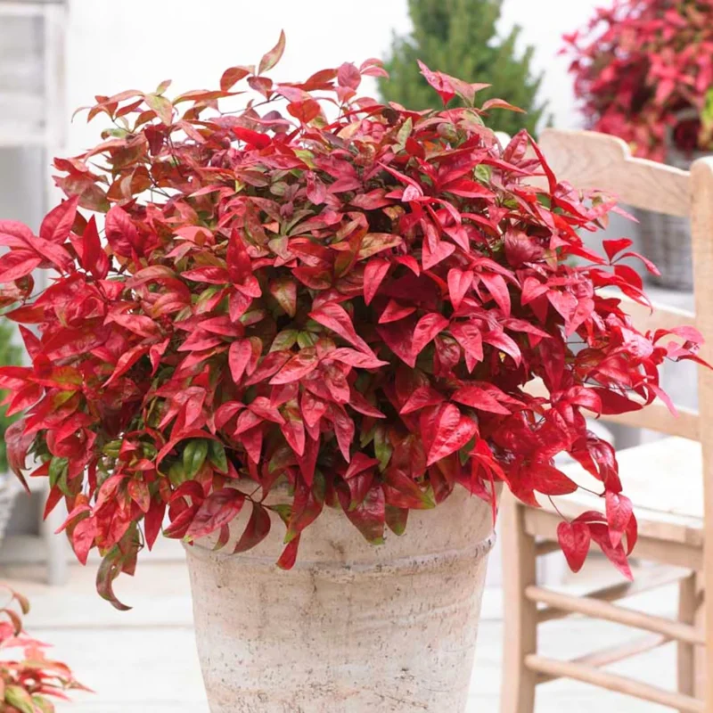 Dwarf Nandina Shrub – Live Ornamental Plant – 4 Inch Pot – Outdoor - Image 1
