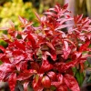 Dwarf Nandina Shrub Live Plant - 2.5 Inch Pot, Red Foliage, Outdoor - Image 1