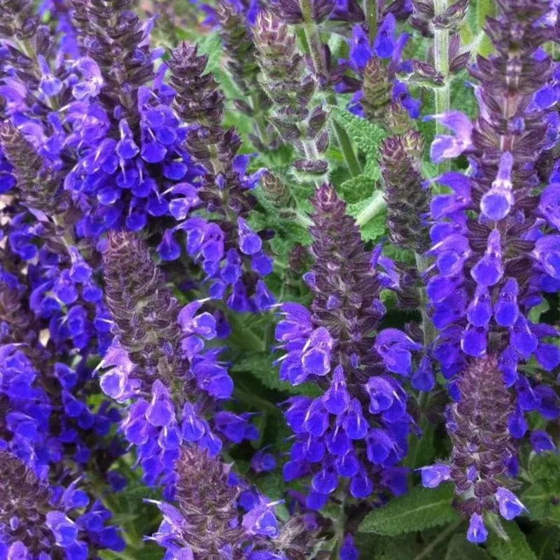 Dwarf Texas Salvia Sage Live Plants - 4 Pack, 4-6" Tall Perennial Shrubs, Outdoor - Image 4