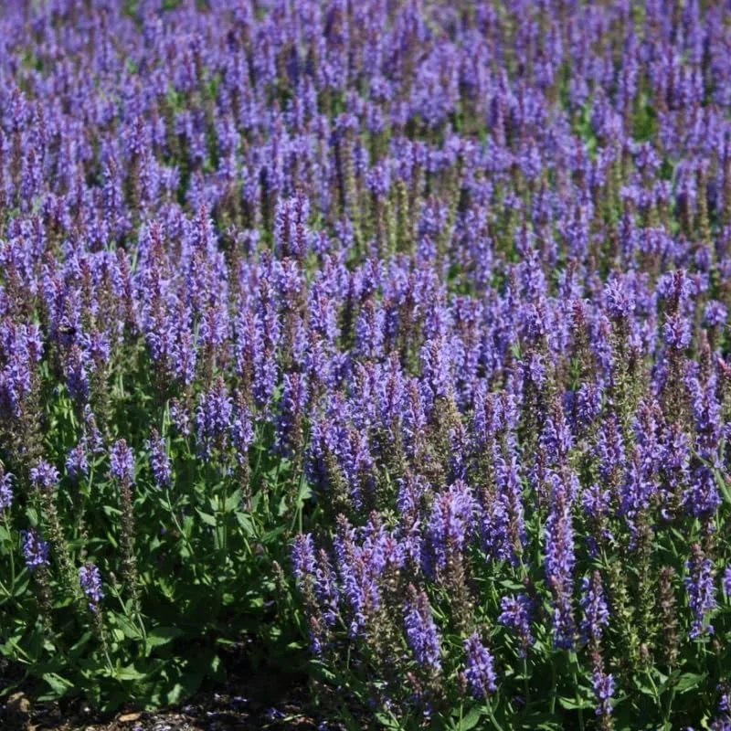 Dwarf Texas Salvia Sage Live Plants - 4 Pack, 4-6" Tall Perennial Shrubs, Outdoor - Image 5