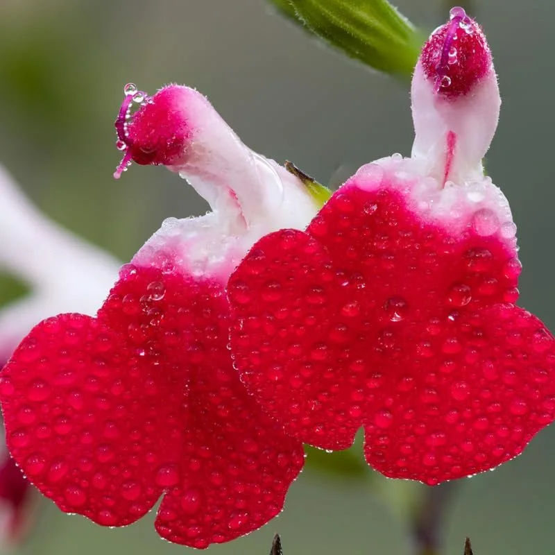 Dwarf Texas Salvia Sage Live Plants - 4 Pack, 4-6" Tall Perennial Shrubs, Outdoor - Image 8