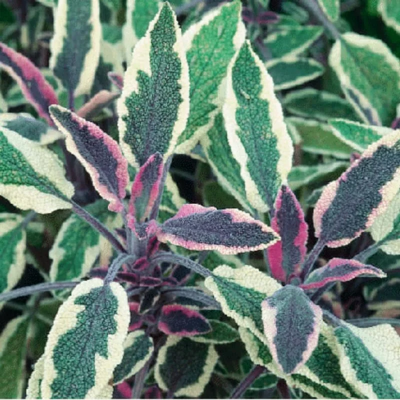 Dwarf Texas Salvia Sage Live Plants - 4 Pack, 4-6" Tall Perennial Shrubs, Outdoor - Image 9