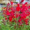 Dwarf Texas Salvia Sage Live Plants - 4 Pack, 4-6" Tall Perennial Shrubs, Outdoor - Image 1