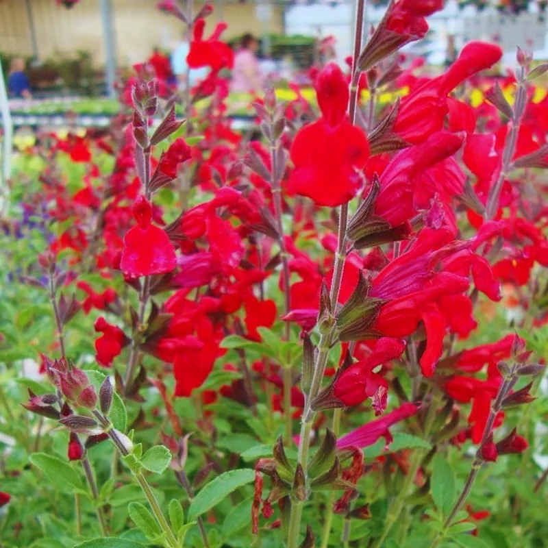 Dwarf Texas Salvia Sage Live Plants - 4 Pack, 4-6" Tall Perennial Shrubs, Outdoor - Image 1