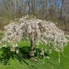 Dwarf Weeping Cherry Blossom Tree Plant Live, White Flowers, 8-12 Inch Tall, Outdoor - Image 1