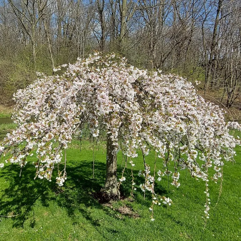 Dwarf Weeping Cherry Blossom Tree Plant Live, White Flowers, 8-12 Inch Tall, Outdoor - Image 1