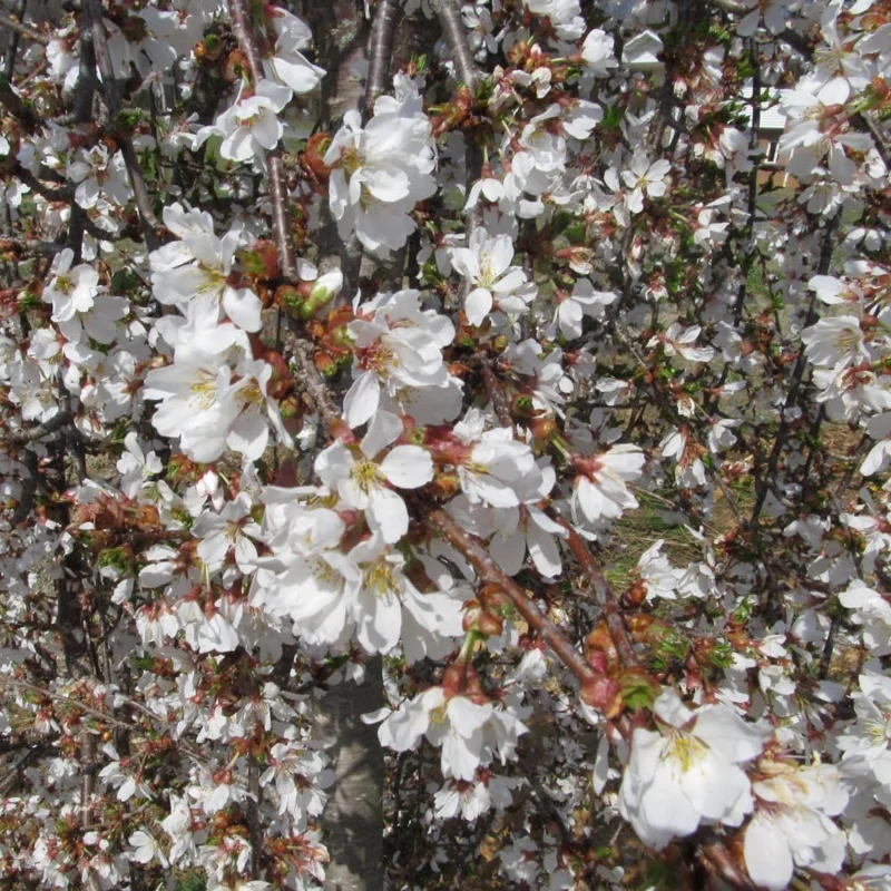 Dwarf Weeping Cherry Blossom Tree Plant Live, White Flowers, 8-12 Inch Tall, Outdoor - Image 3
