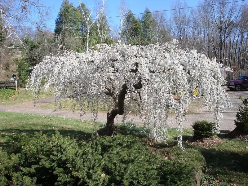 Dwarf Weeping Cherry Blossom Tree Plant Live, White Flowers, 8-12 Inch Tall, Outdoor - Image 4
