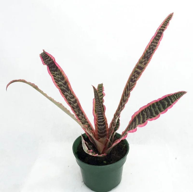 Earth Star Live Plant - Cryptanthus Bivittatus - 5 inch Pot Indoor - Image 2