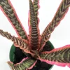 Earth Star Live Plant - Cryptanthus Bivittatus - 5 inch Pot Indoor - Image 1